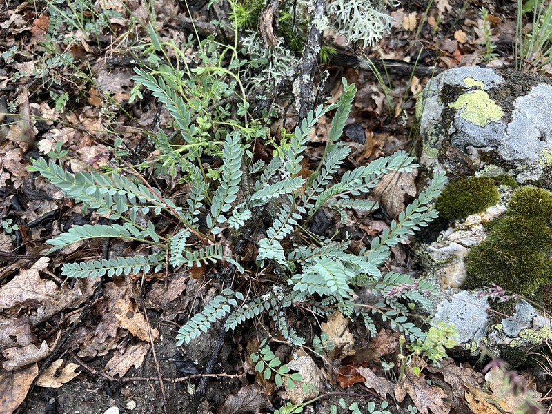 Astragalus chamaephaca photo 6