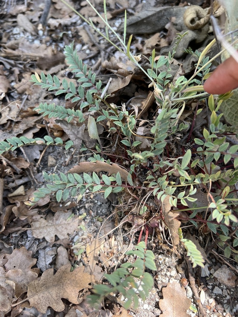 Astragalus chamaephaca photo 8