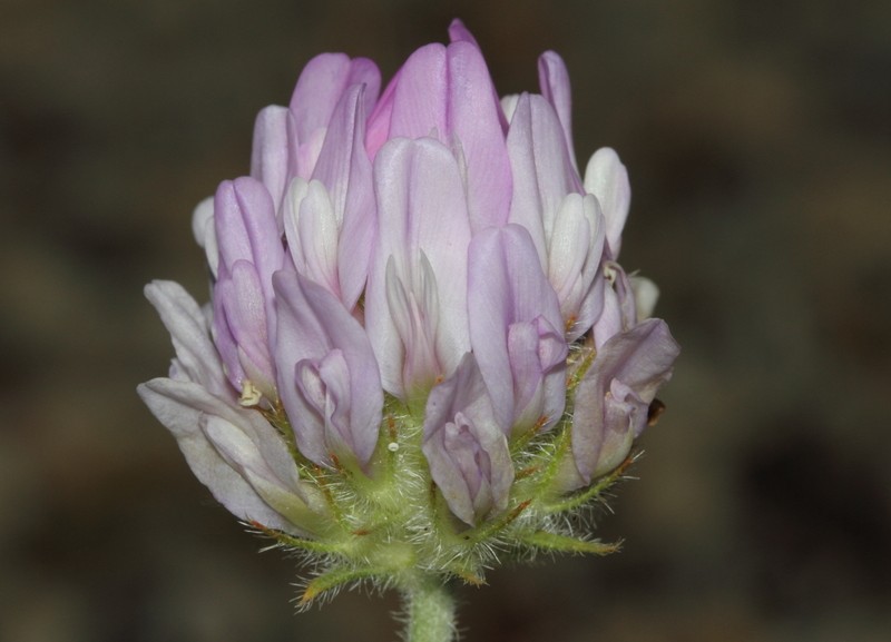Astragalus chamberlainianus