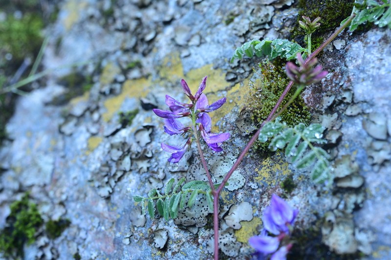 Astragalus changmuicus