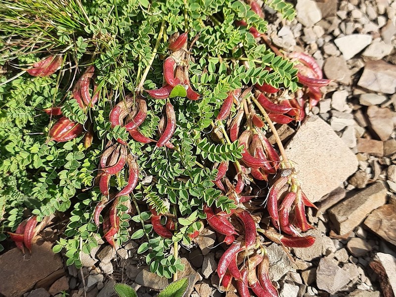 Astragalus charadzae