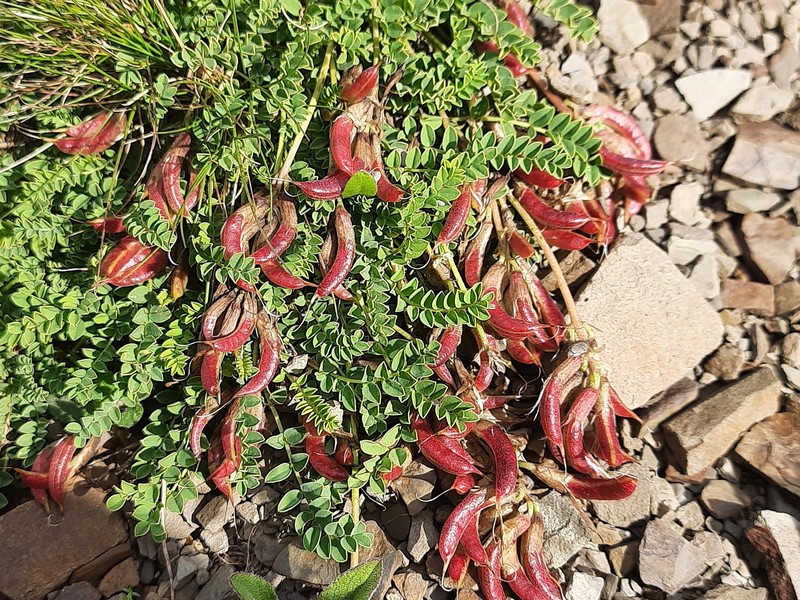 Astragalus charadzae photo 3