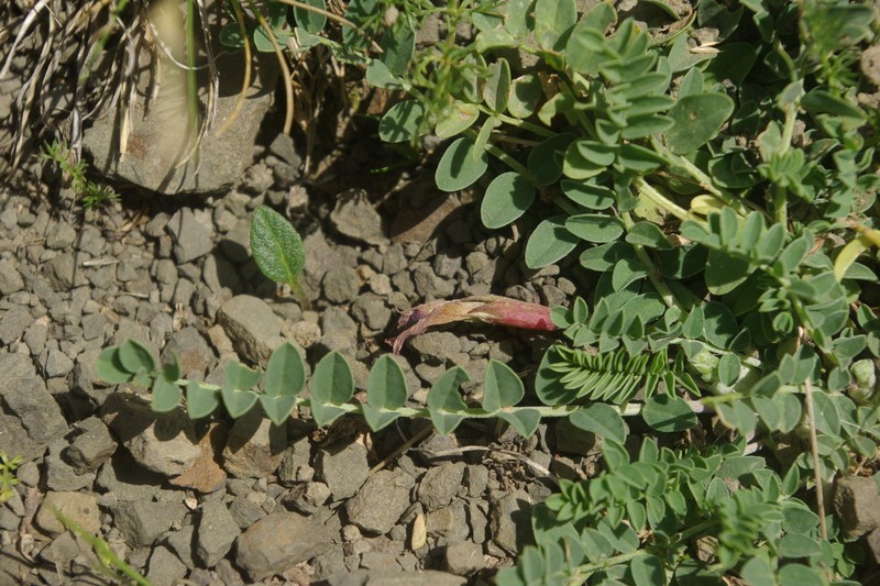 Astragalus charadzae photo 4