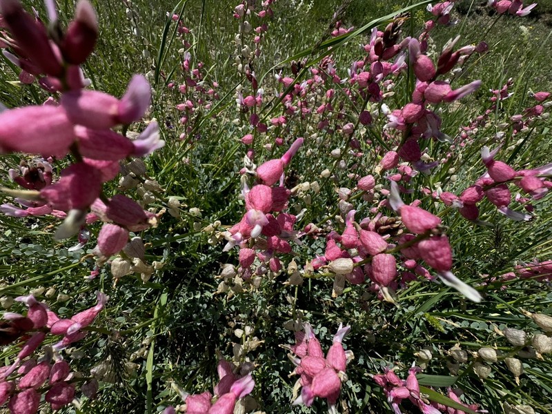 Astragalus chardinii photo 4