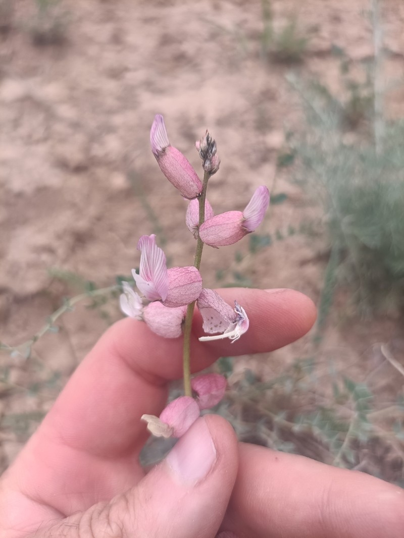 Astragalus chardinii photo 5