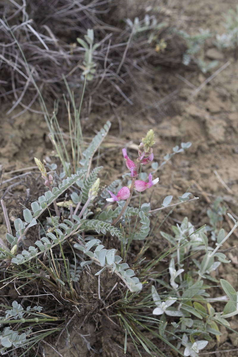 Astragalus chardinii photo 6