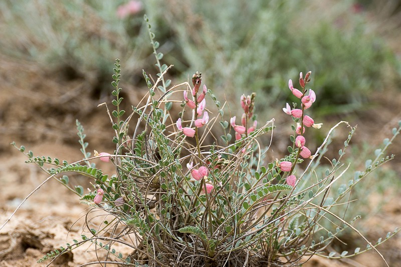Astragalus chardinii photo 7
