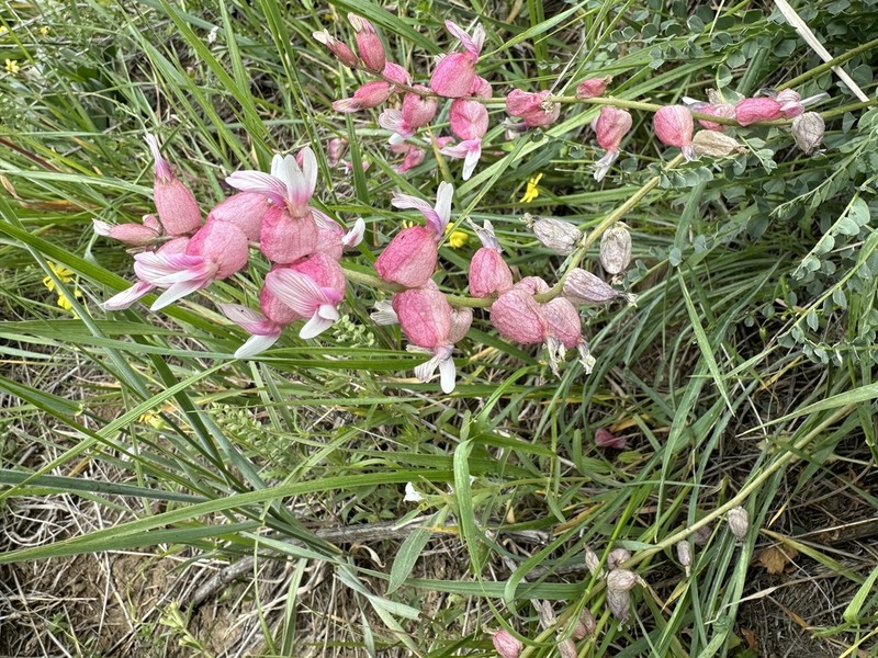 Astragalus chardinii photo 8