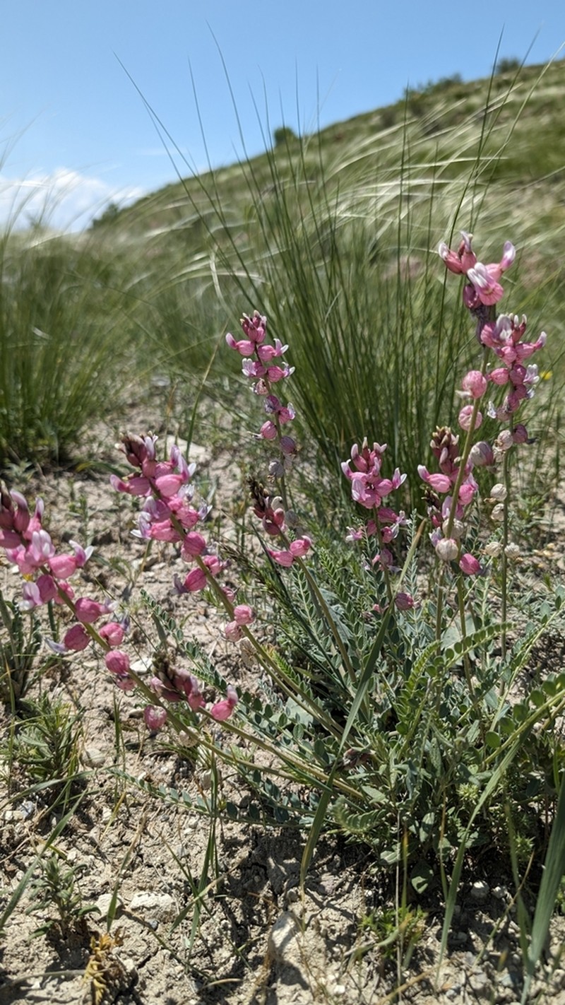 Astragalus chardinii