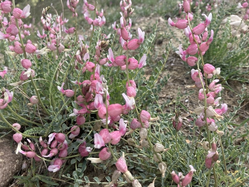 Astragalus chardinii photo 2