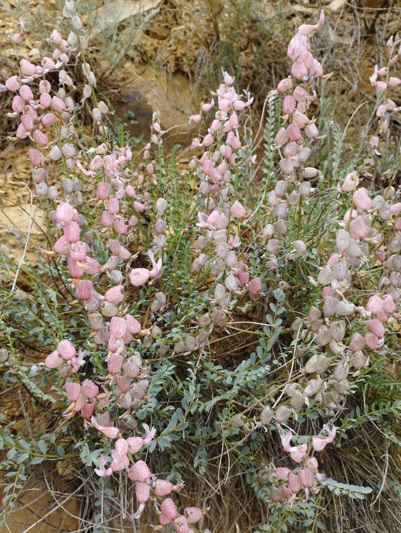 Astragalus chardinii photo 3