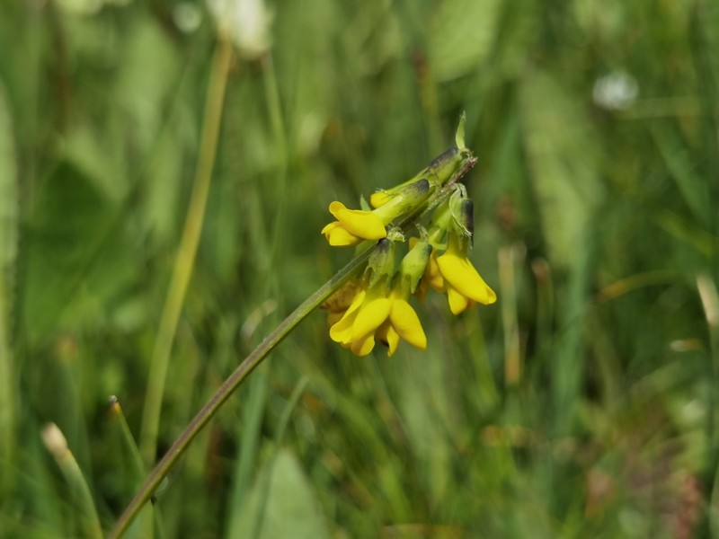 Astragalus chilienshanensis