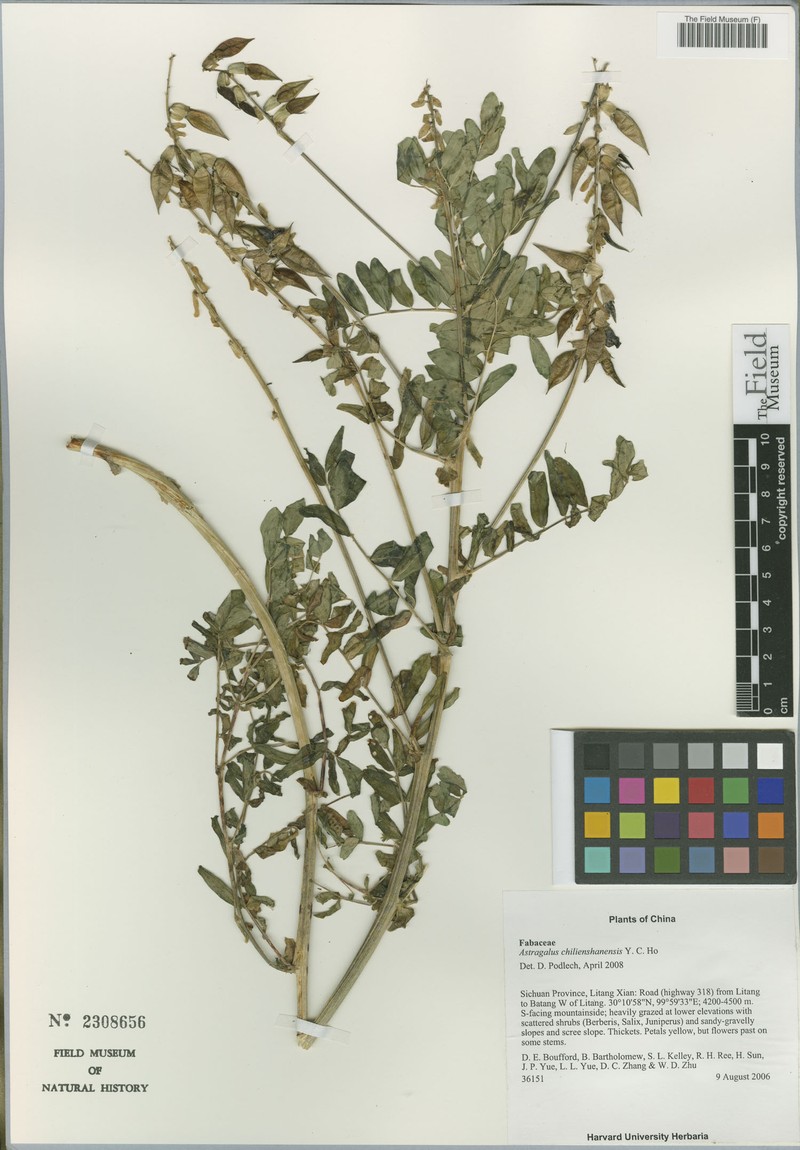 Astragalus chilienshanensis photo 2