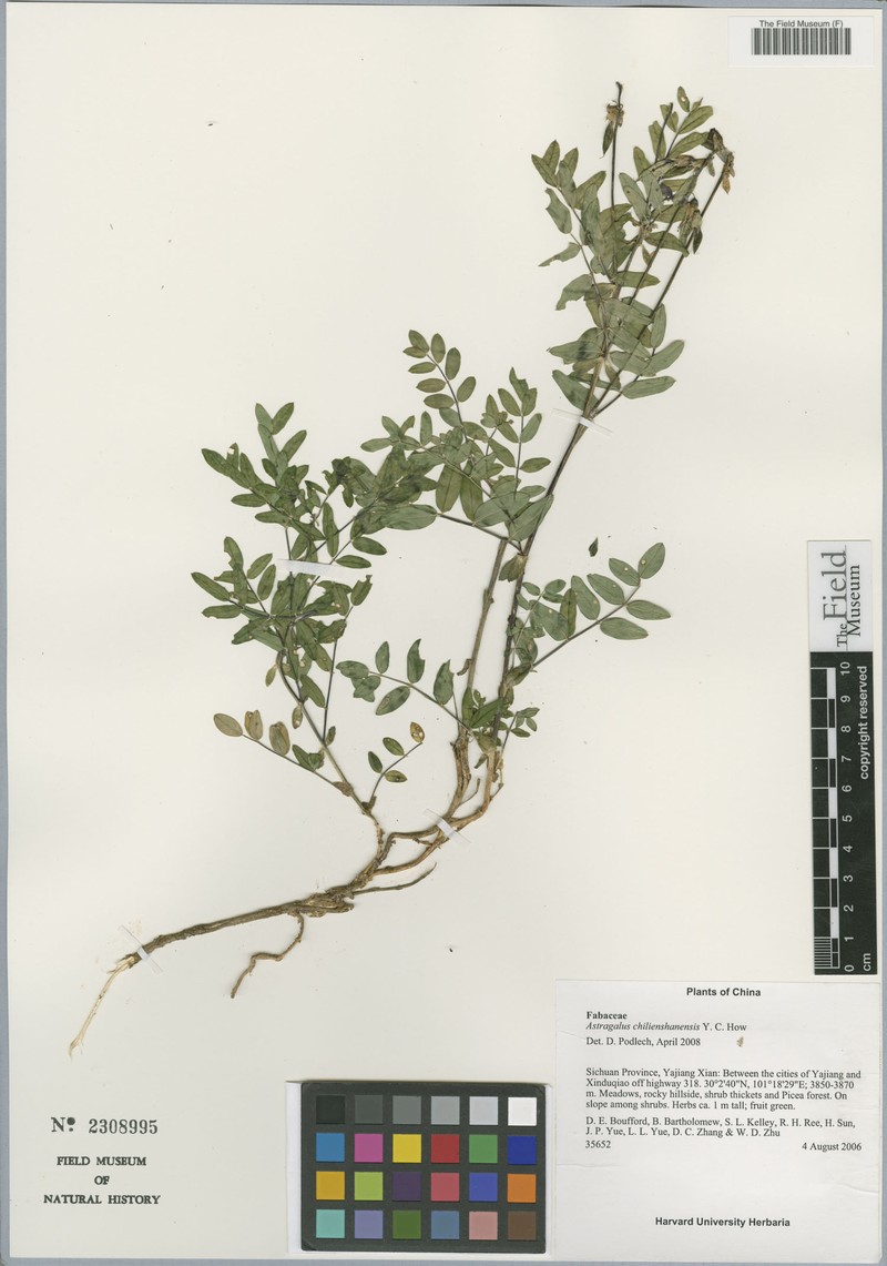 Astragalus chilienshanensis photo 3