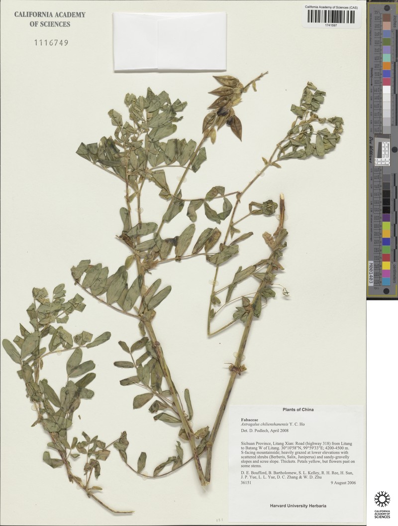 Astragalus chilienshanensis photo 4