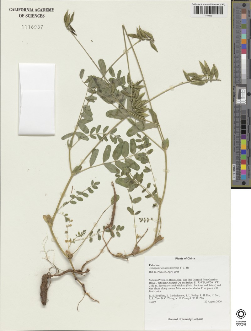 Astragalus chilienshanensis photo 5