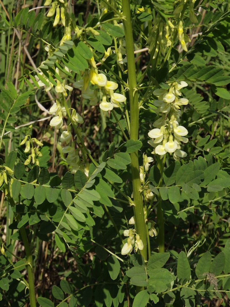 Chinese Milkvetch