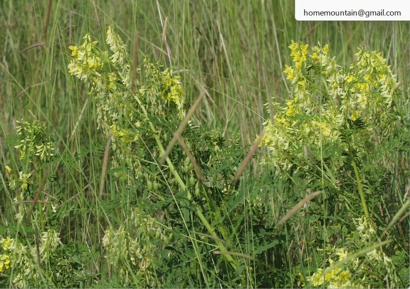 Chinese Milkvetch photo 2