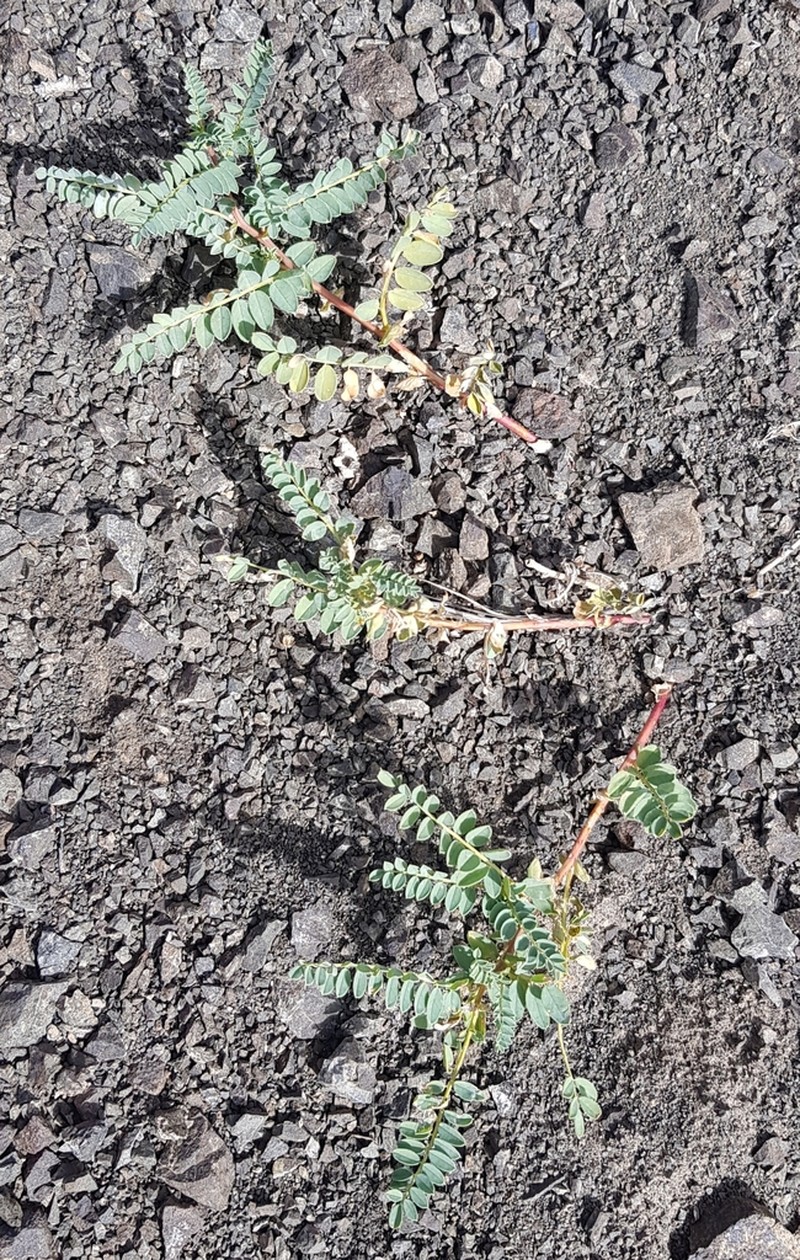 Chinese Milkvetch photo 3