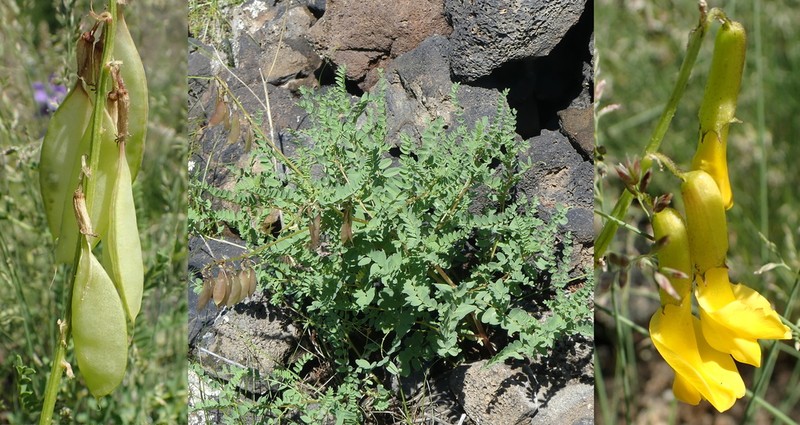 Chinese Milkvetch photo 4