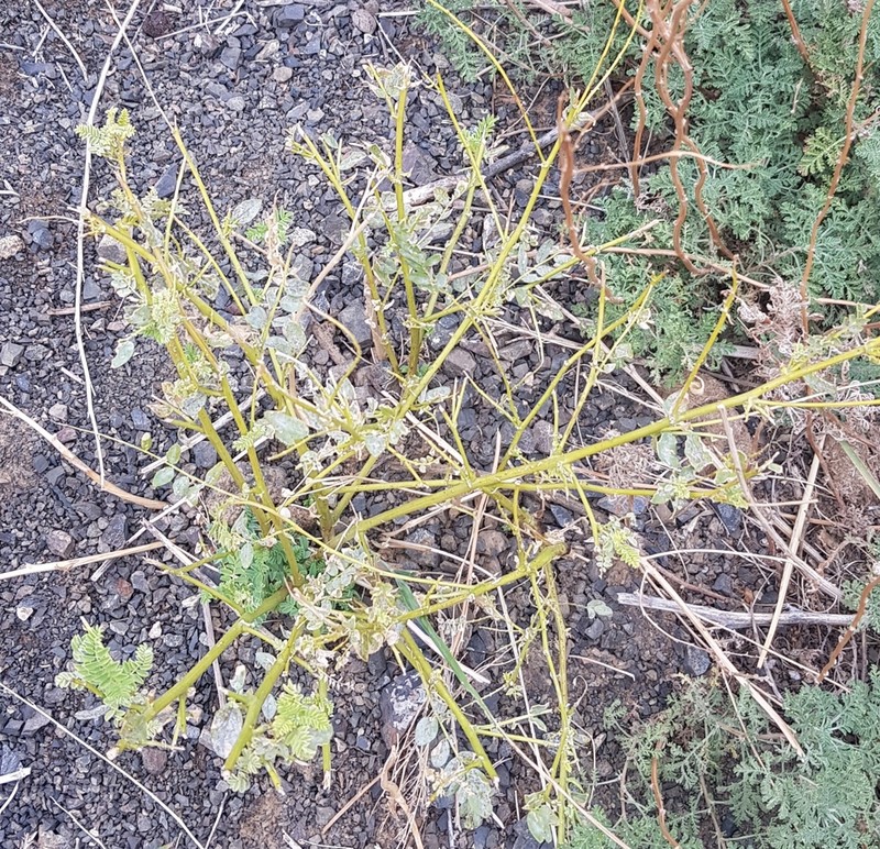 Chinese Milkvetch photo 5
