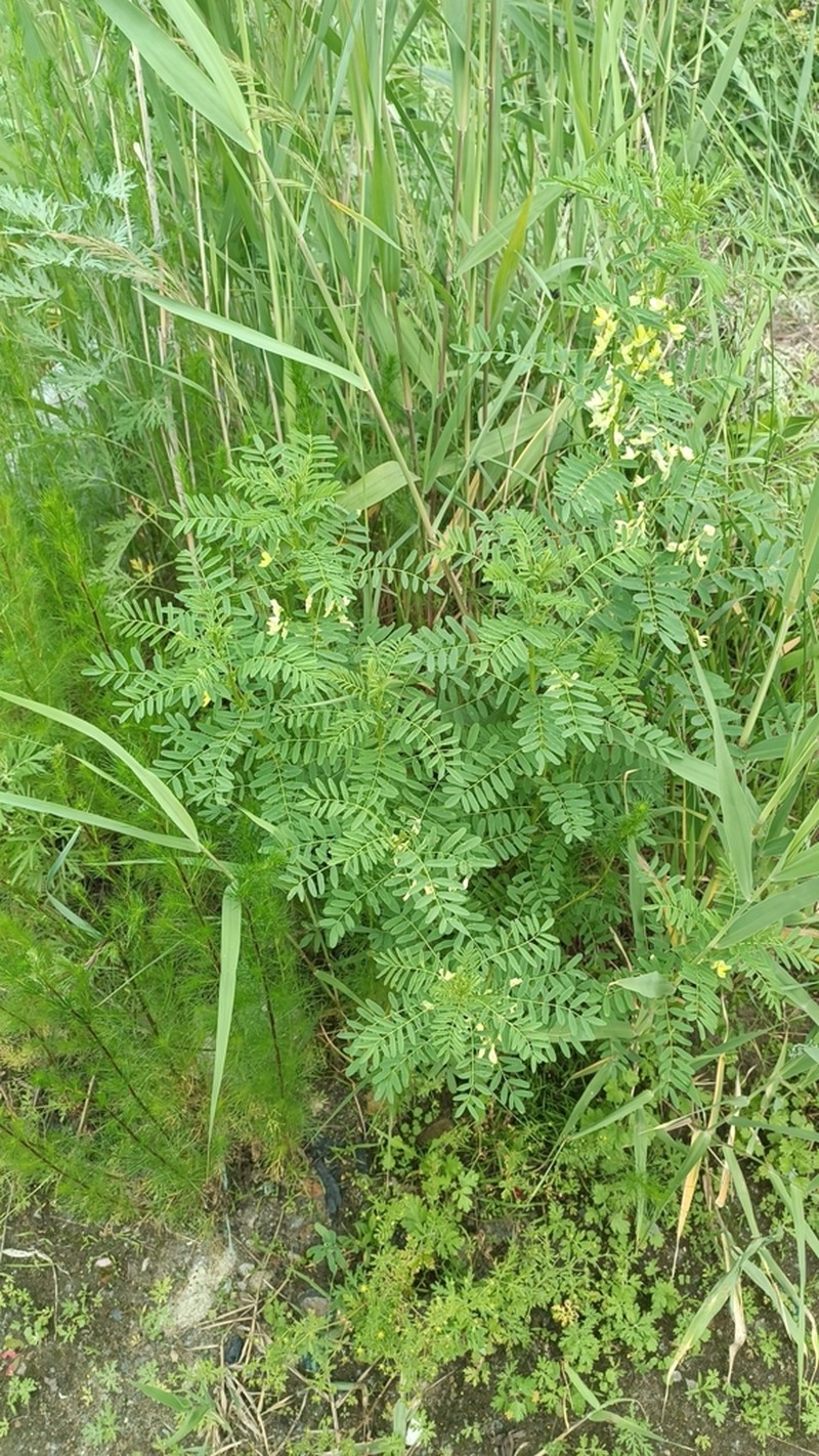 Chinese Milkvetch photo 6