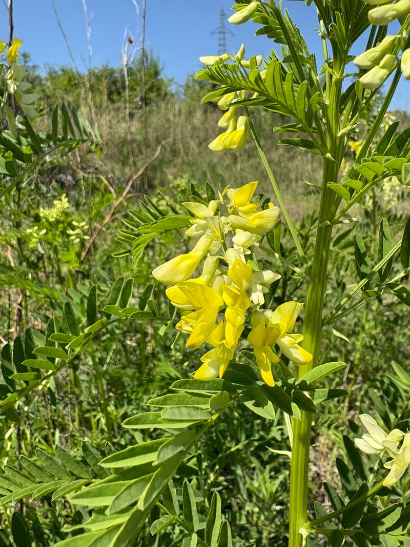 Chinese Milkvetch photo 8