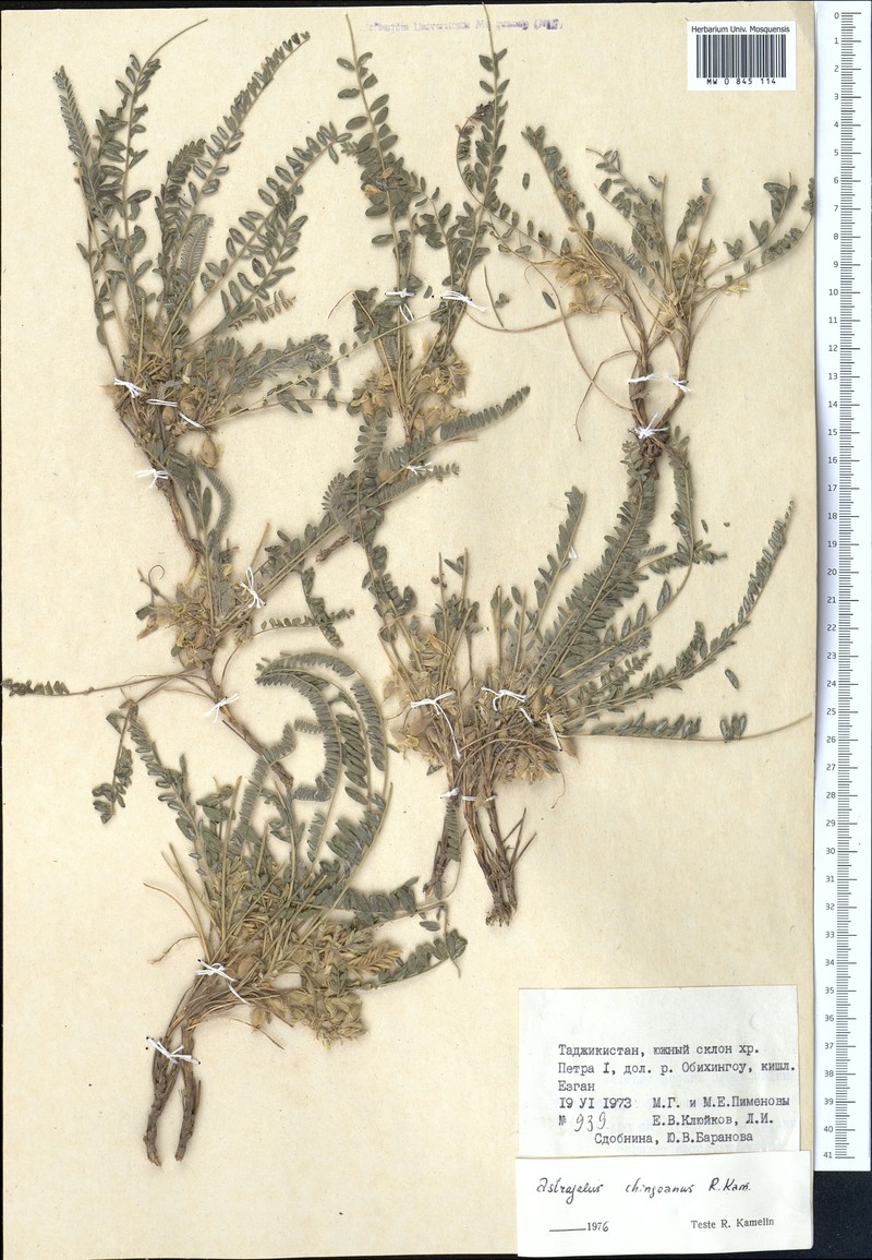 Astragalus chingoanus