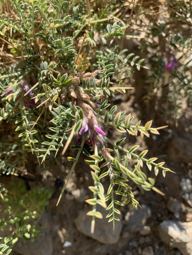 Astragalus chionobiiformis