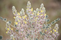 Astragalus chiwensis