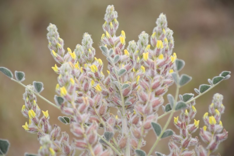Astragalus chiwensis