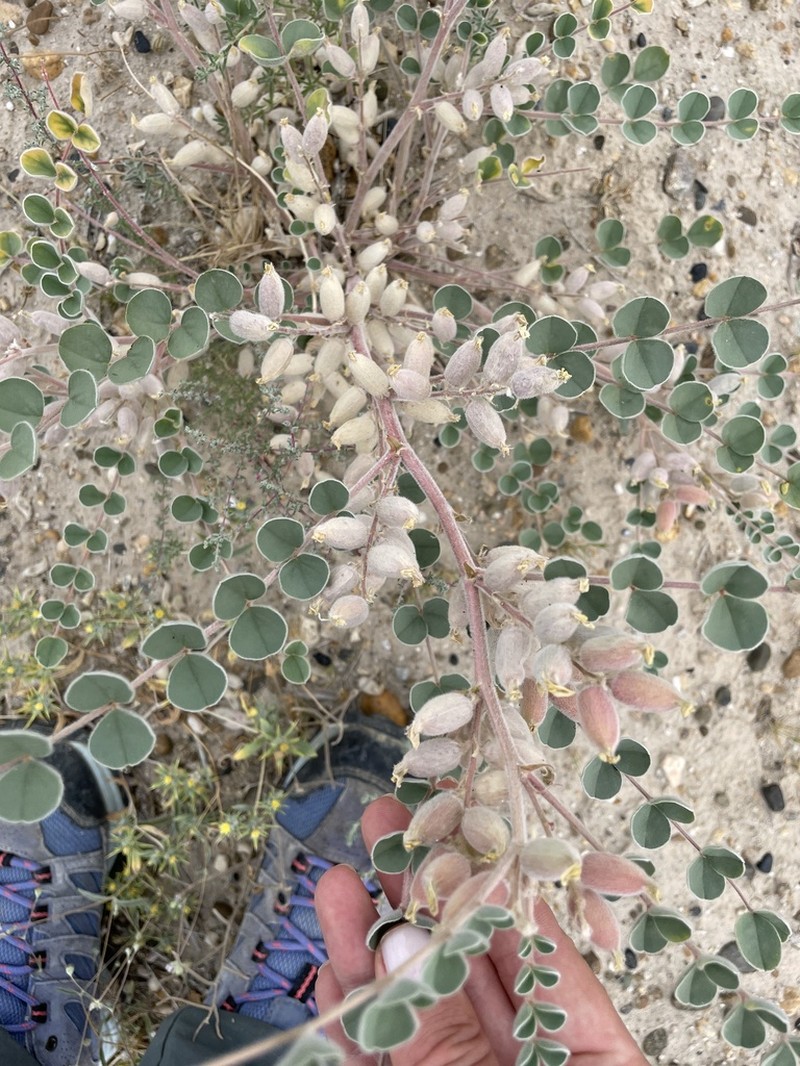 Astragalus chiwensis photo 2
