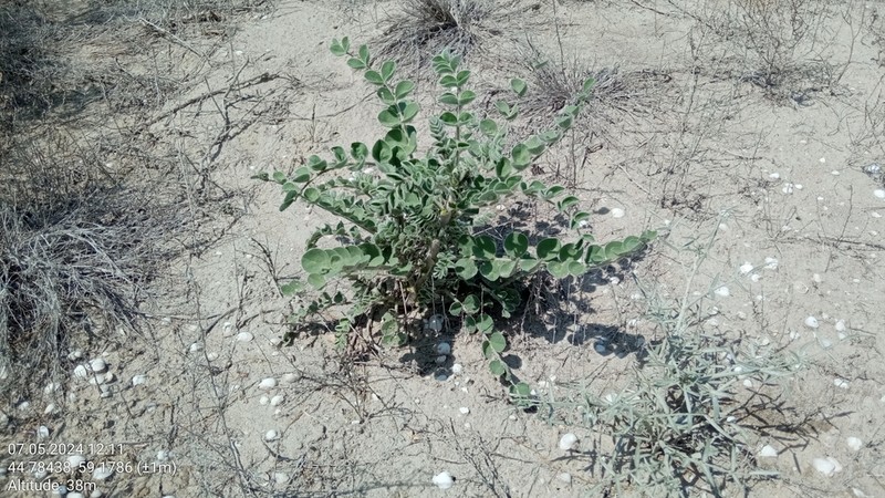 Astragalus chiwensis photo 3