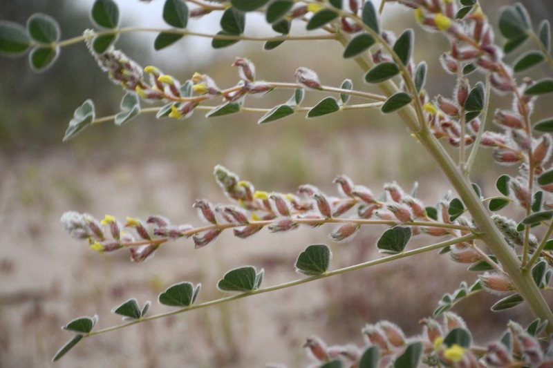 Astragalus chiwensis photo 4