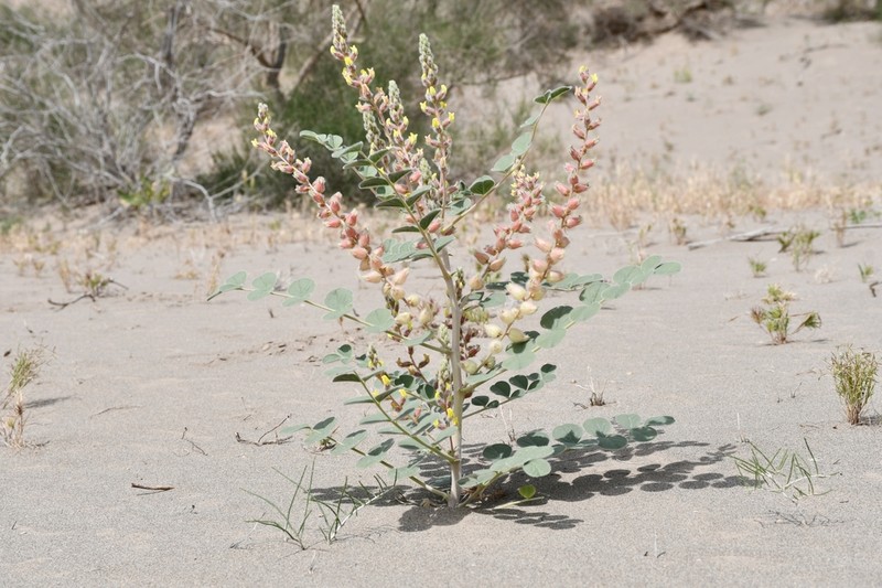 Astragalus chiwensis photo 5