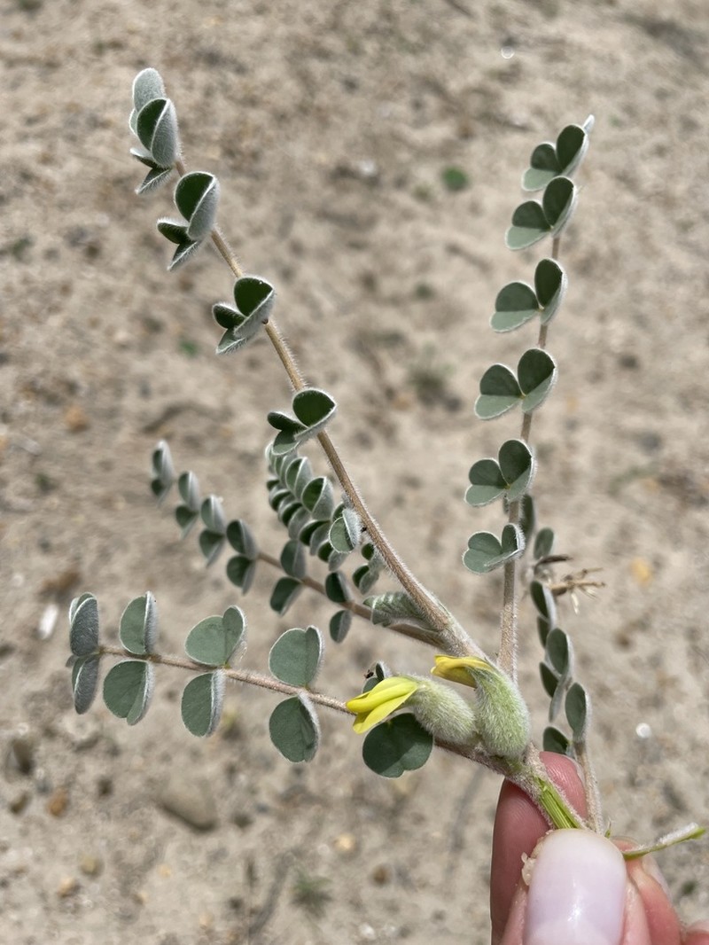 Astragalus chiwensis photo 6