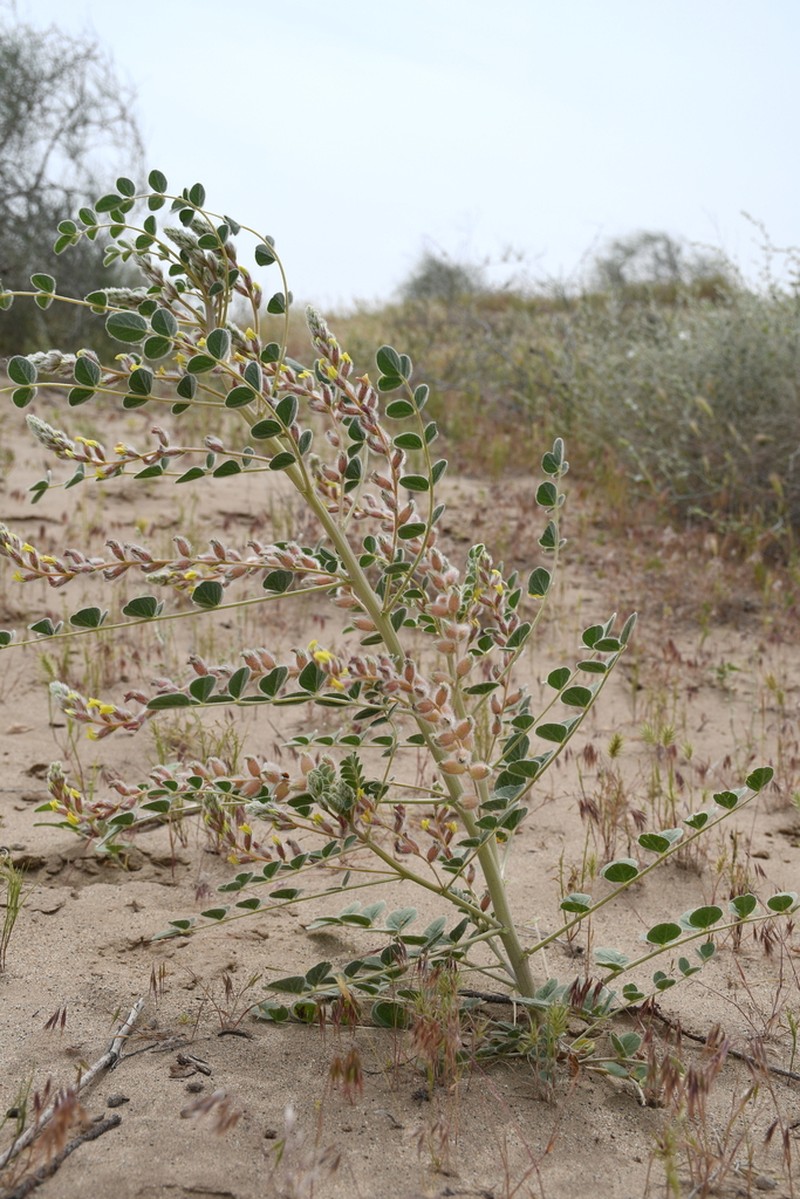 Astragalus chiwensis photo 7
