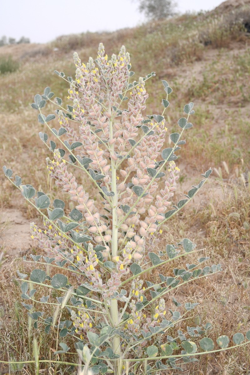 Astragalus chiwensis photo 8