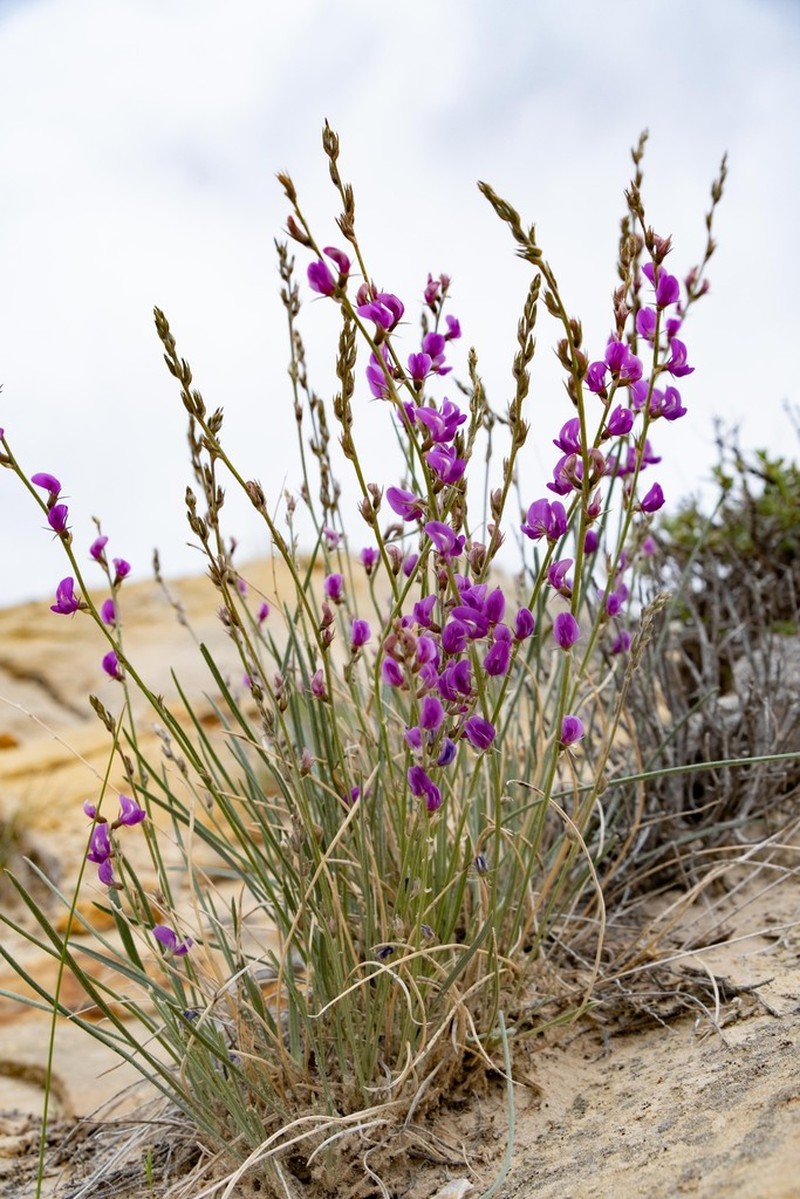 Grass Milkvetch