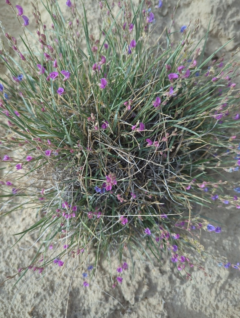 Grass Milkvetch photo 3