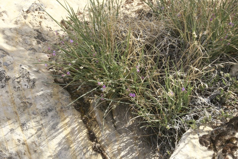 Grass Milkvetch photo 4