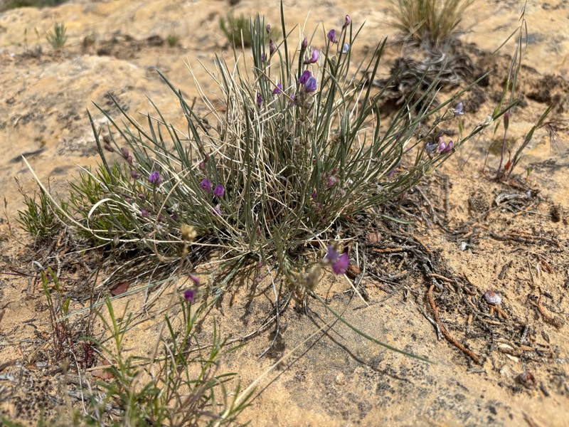 Grass Milkvetch photo 5