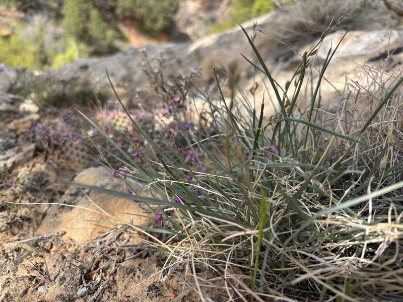Grass Milkvetch photo 6