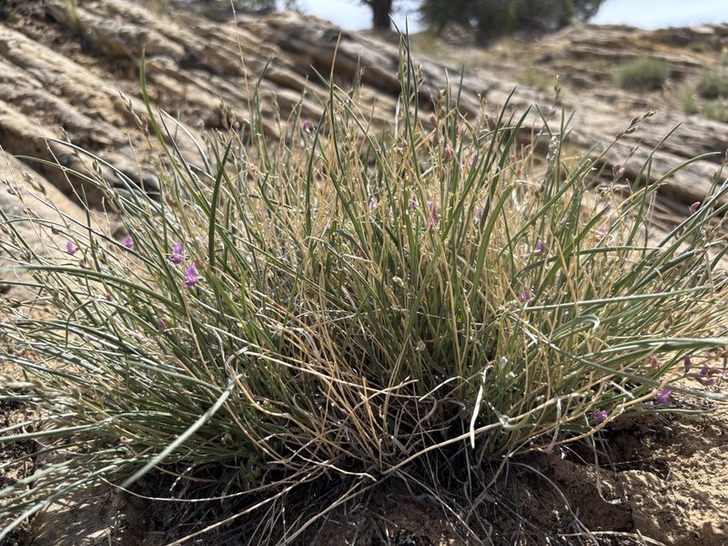Grass Milkvetch photo 8