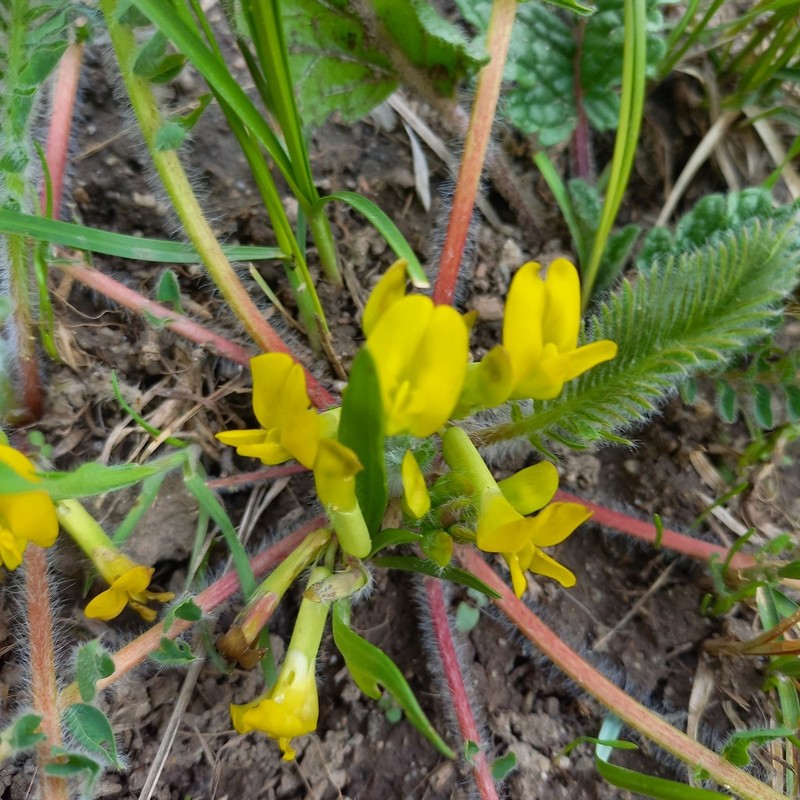 Astragalus chlorodontus