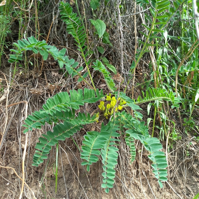 Astragalus chlorodontus photo 2