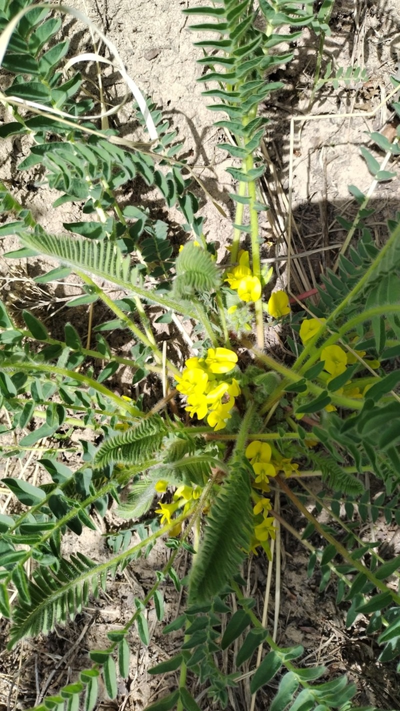Astragalus chlorodontus photo 3
