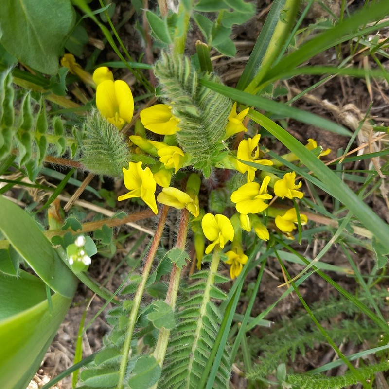Astragalus chlorodontus photo 4