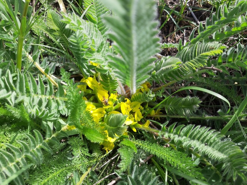 Astragalus chlorodontus photo 5