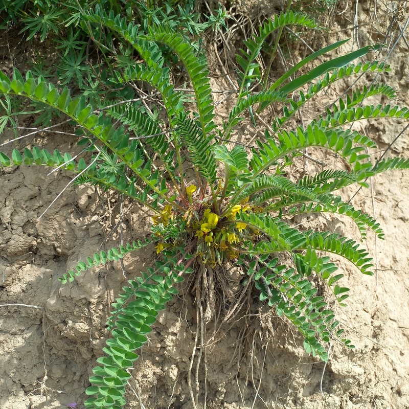 Astragalus chlorodontus photo 6